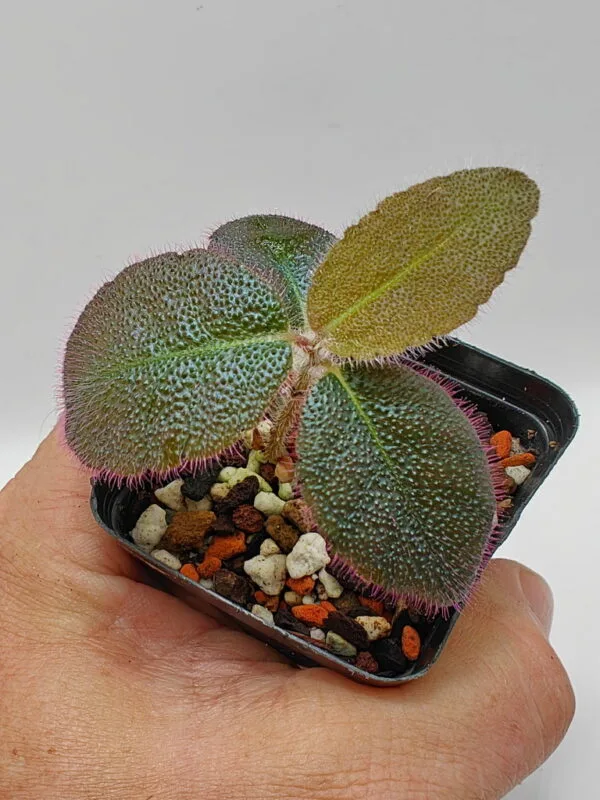 Ardisia mamillata