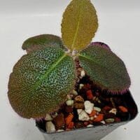 Ardisia mamillata