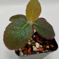 Ardisia mamillata Ardisia mamillata