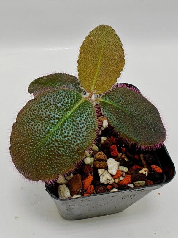 Ardisia mamillata