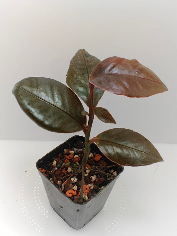 Labisia Pink Edge