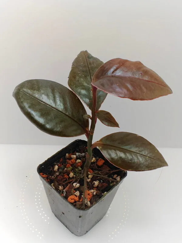 Labisia Pink Edge Labisia Pink Edge
