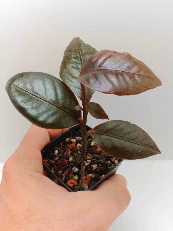 Labisia Pink Edge