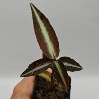 Ardisia sp Ardisia sp