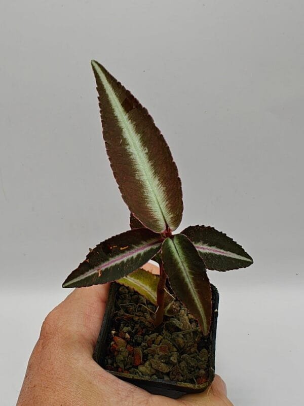 Ardisia sp (Wysiwyg)
