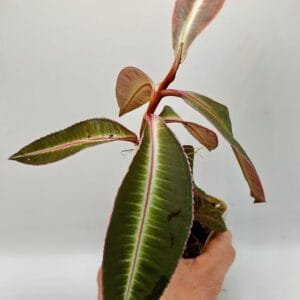Ardisia sp (Wysiwyg)