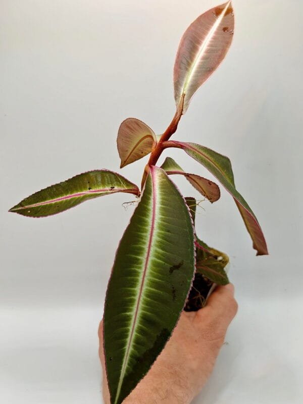Ardisia sp (Wysiwyg)