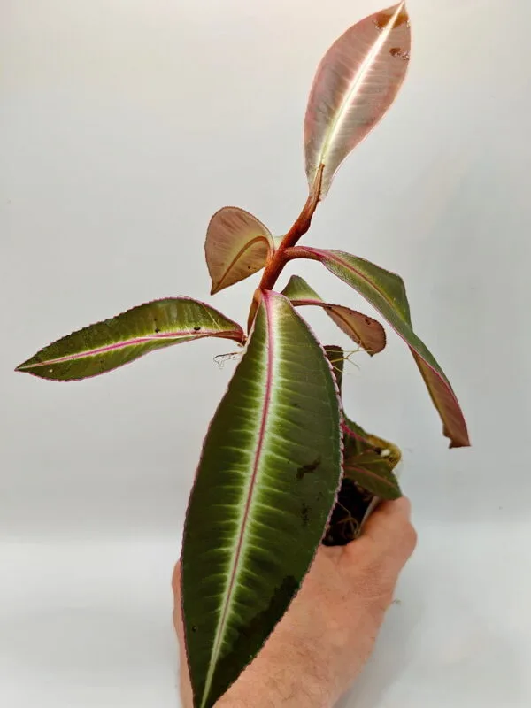 Ardisia sp (Wysiwyg)