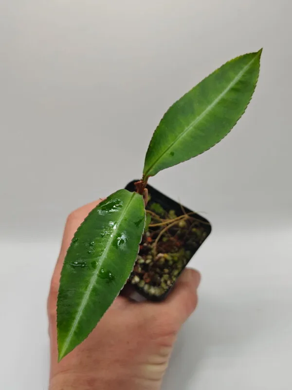Ardisia sp A6