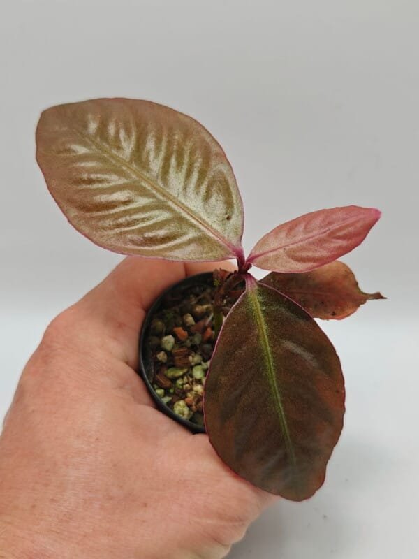 Ardisia sp A1 Ardisia sp A1