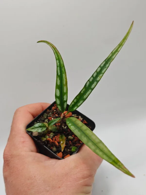 Ardisia sp A3 Ardisia sp A3