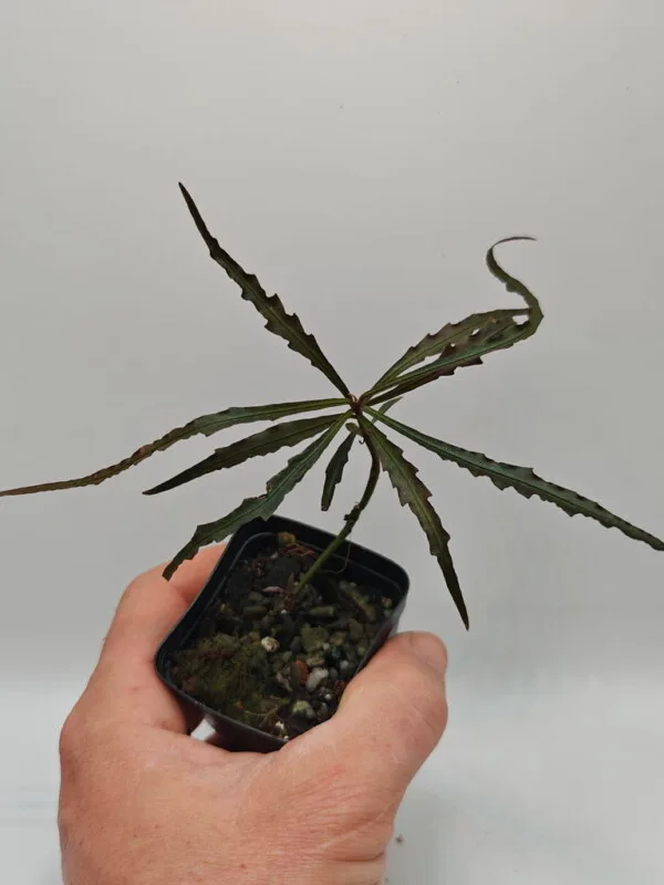 Ardisia sp A4 Ardisia sp A4