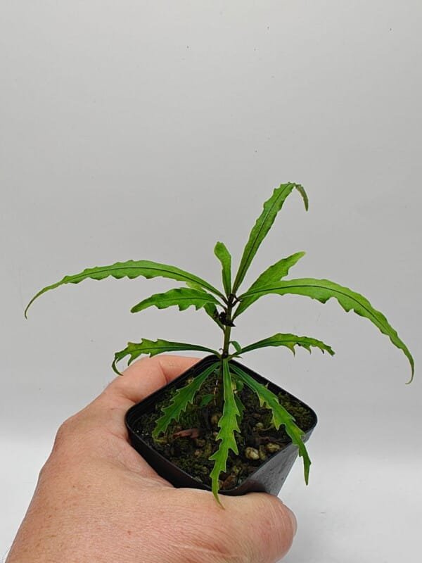 Ardisia sp A5