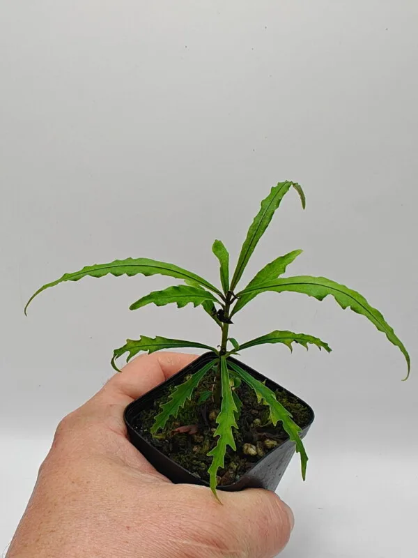 Ardisia sp A5