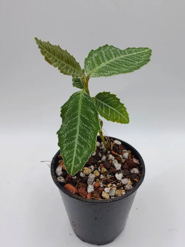 Ardisia sp Sibolga Ardisia sp Sibolga