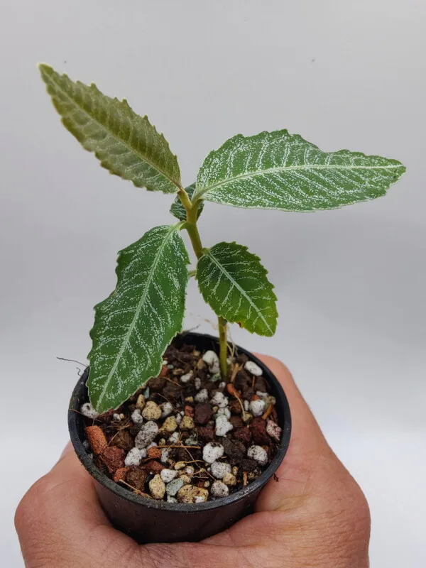 Ardisia sp Sibolga