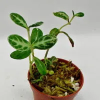 Argostemma sp Borneo Argostemma sp Borneo