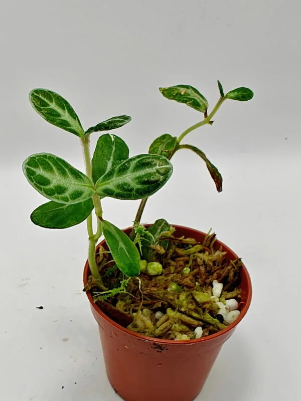 Argostemma sp Borneo (Wysiwyg)