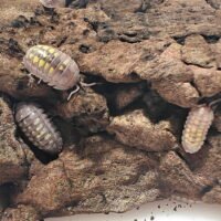 Armadillidium granulatum