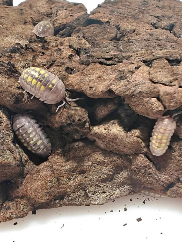 Armadillidium granulatum Armadillidium granulatum