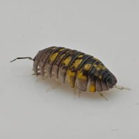 Armadillidium granulatum