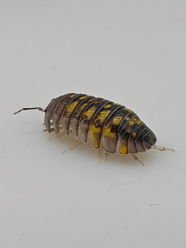 Armadillidium granulatum