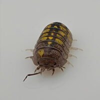 Armadillidium granulatum