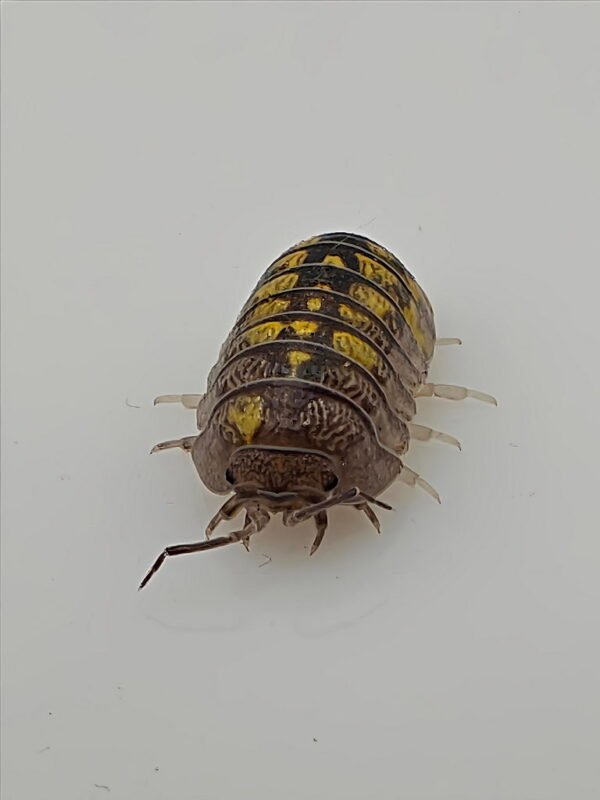 Armadillidium granulatum