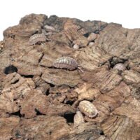 Armadillidium granulatum