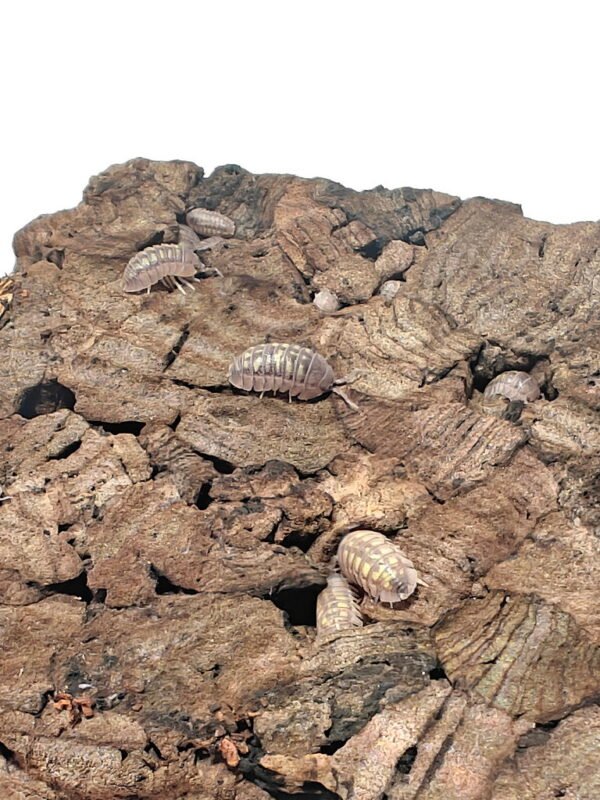 Armadillidium granulatum