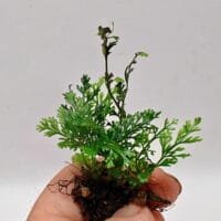 Asplenium sp Pincho Asplenium sp Pincho
