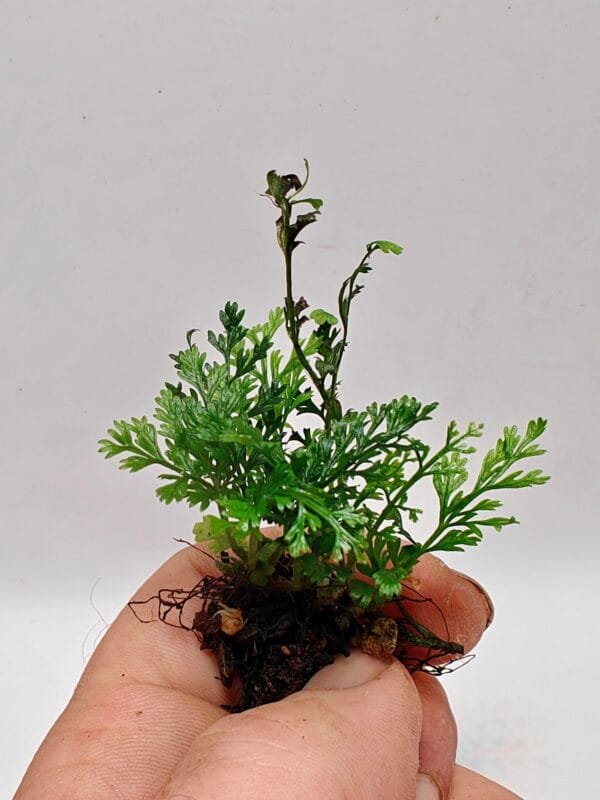 Asplenium sp Pincho