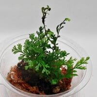 Asplenium sp Pincho Asplenium sp Pincho