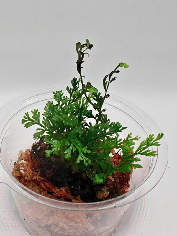 Asplenium sp Pincho Asplenium sp Pincho