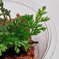 Asplenium sp Pincho Asplenium sp Pincho