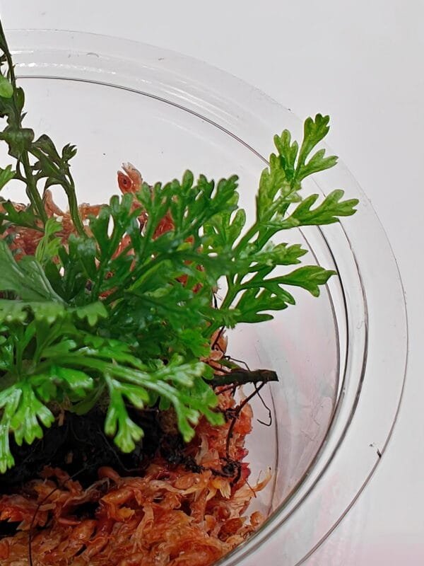 Asplenium sp Pincho Asplenium sp Pincho