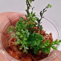 Asplenium sp Pincho Asplenium sp Pincho