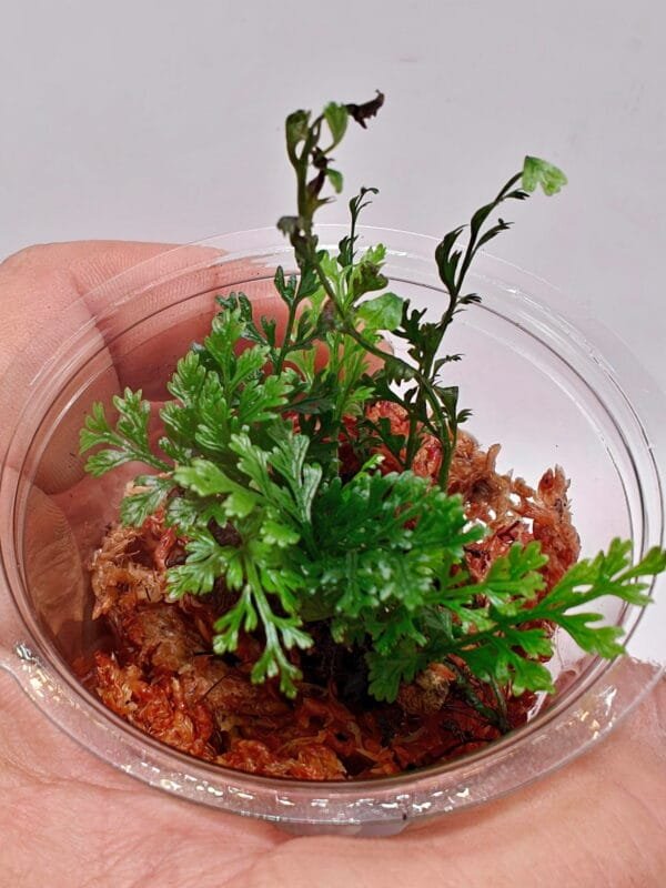 Asplenium sp Pincho Asplenium sp Pincho