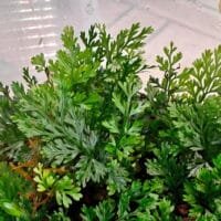 Asplenium sp Pincho Asplenium sp Pincho