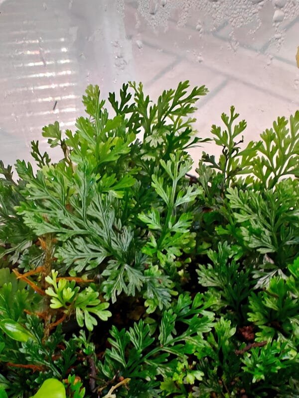 Asplenium sp Pincho Asplenium sp Pincho