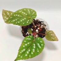 Begonia chloroneura x hybrid
