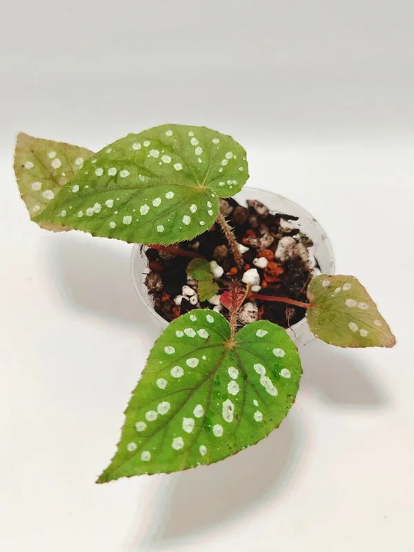 Begonia chloroneura x hybrid Begonia chloroneura x hybrid