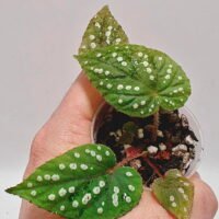 Begonia chloroneura x hybrid