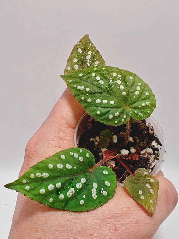 Begonia chloroneura x hybrid