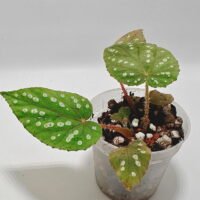 Begonia chloroneura x hybrid