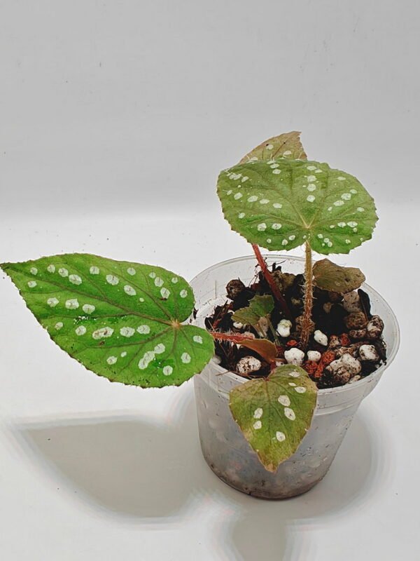 Begonia chloroneura x hybrid