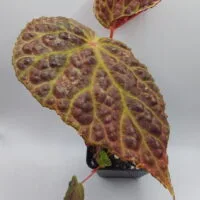 Begonia chlorosticta x dracopelta