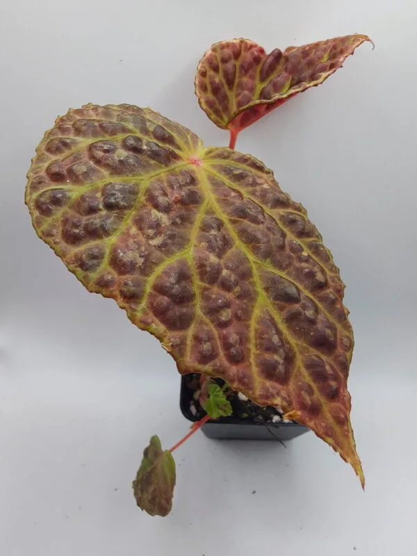 Begonia | Zephyr Terra