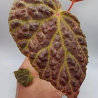 Begonia chlorosticta x dracopelta