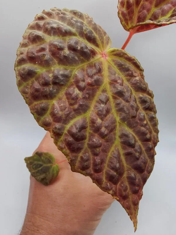 Begonia chlorosticta x dracopelta